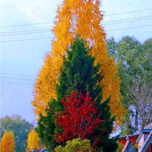 Meet your Posher, Jona